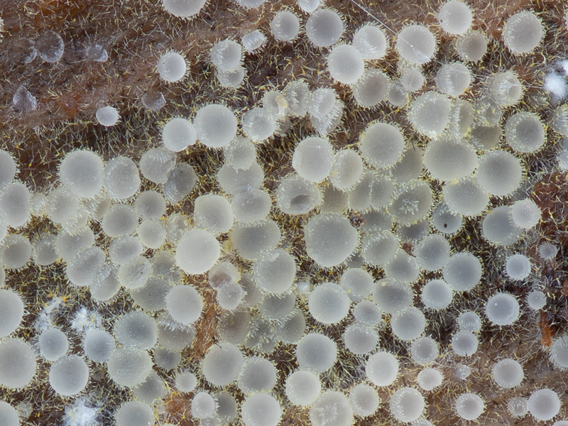 Arachnopeziza delicatula